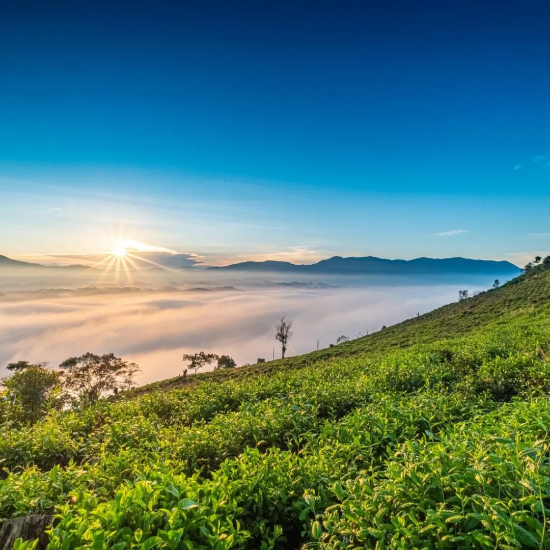 kebu teh kemuning
